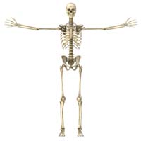 human skeleton
